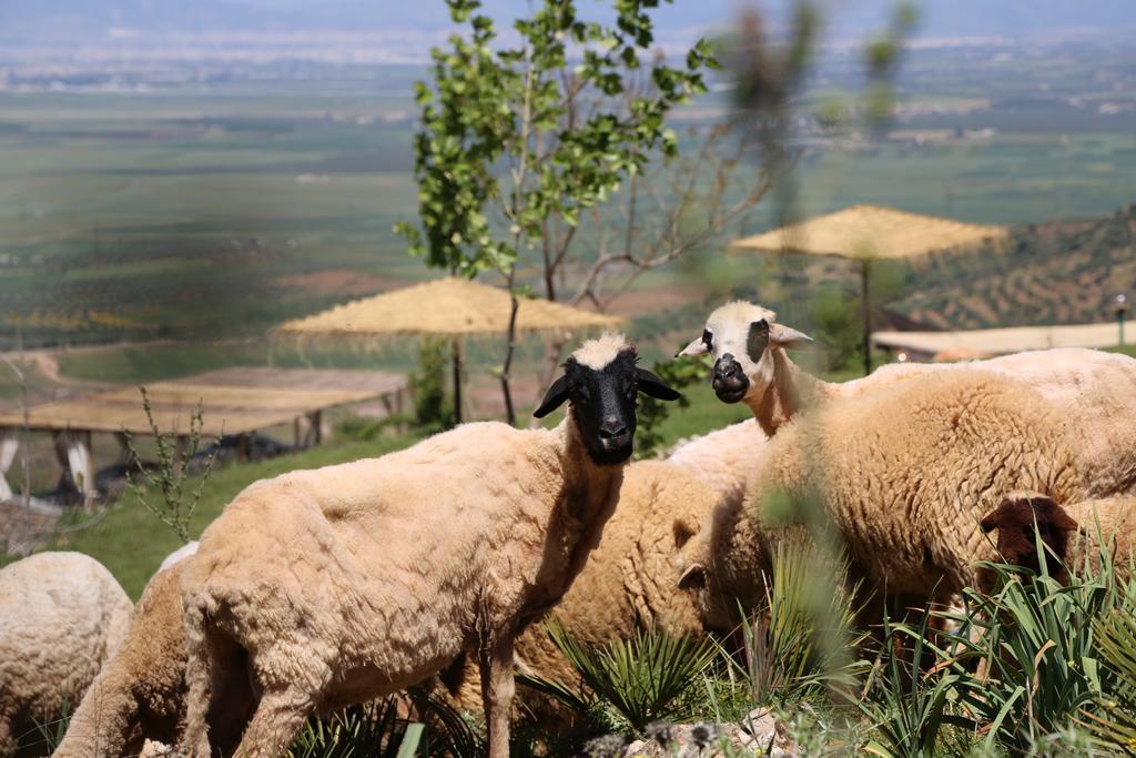 Dar El Mandar - Ferme & Table D'Hote Berbere Bhalil Exterior foto